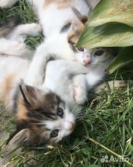 Трёхцветные пушистые котята