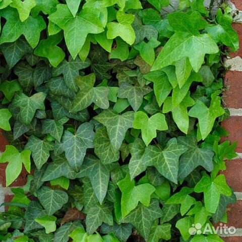 Вечнозеленый cадовый плющ