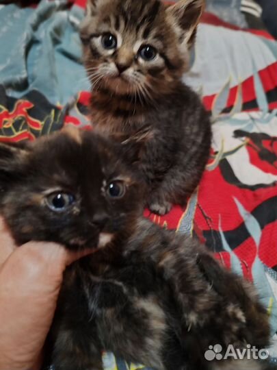 Котята в добрые руки 1 месяц орехово-зуево