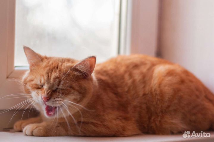 Котик в добрые руки