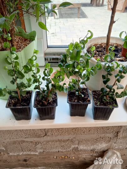 Фикусы розмарин