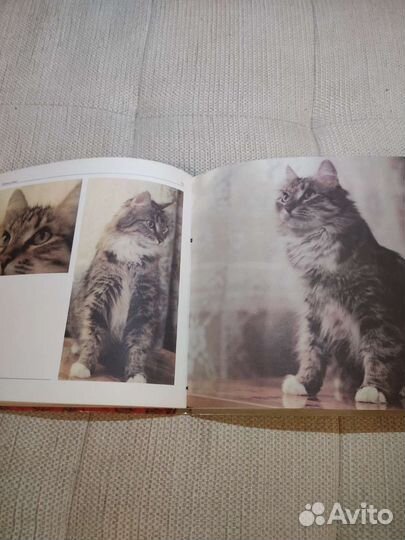 Книга про кошек 