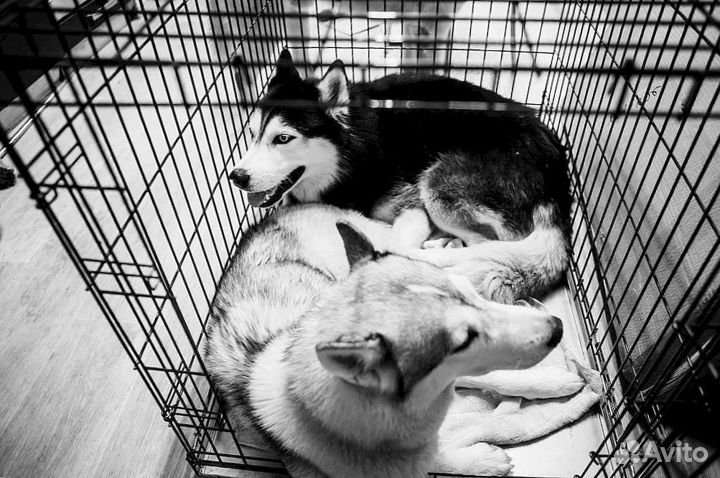 Клетка для большой собаки