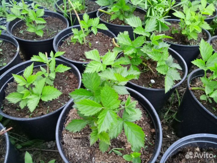 Ежевика Лох Тей