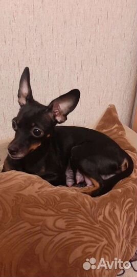 Той-терьер щенки