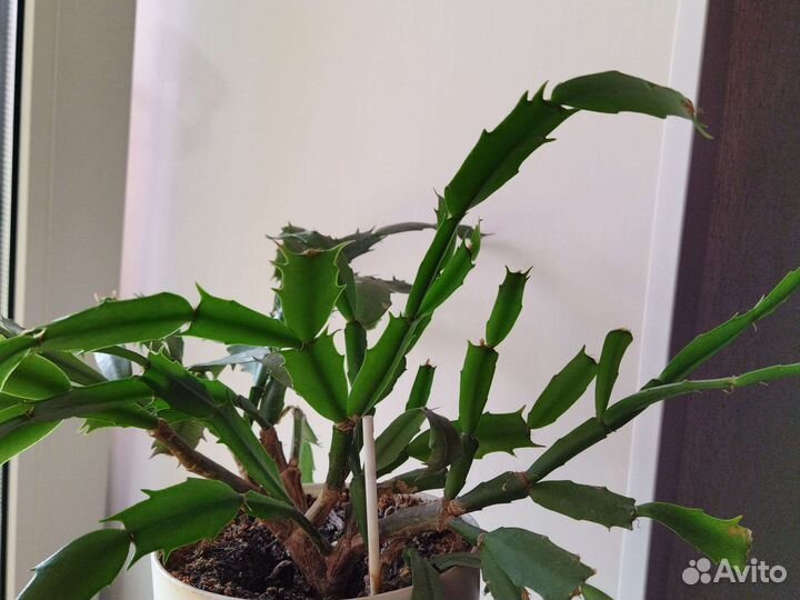 Декабристы