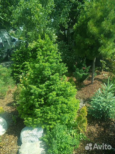 Ель, пихты, кедры саженцы