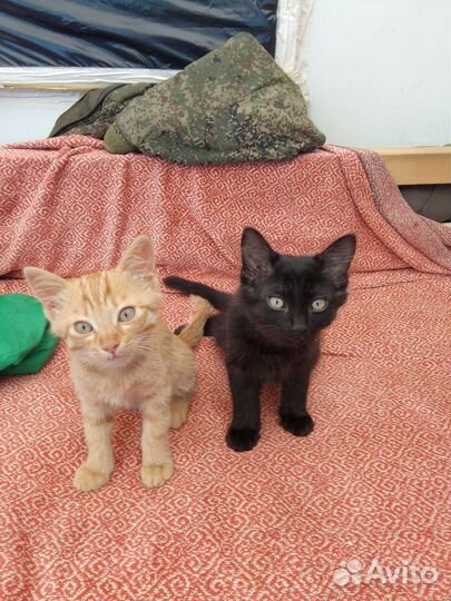 Кошка в дар бесплатно