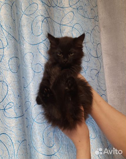 Длинношерстные котик и кошечка