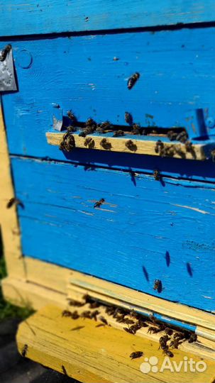 Мед- пыльца