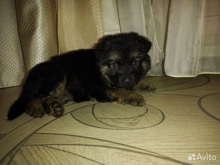 Щенки немецкой овчарки