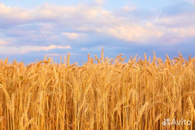 Зерно пшеница ячмень