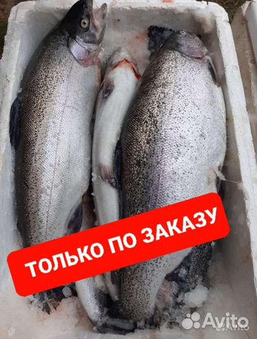 Форель из Карелии