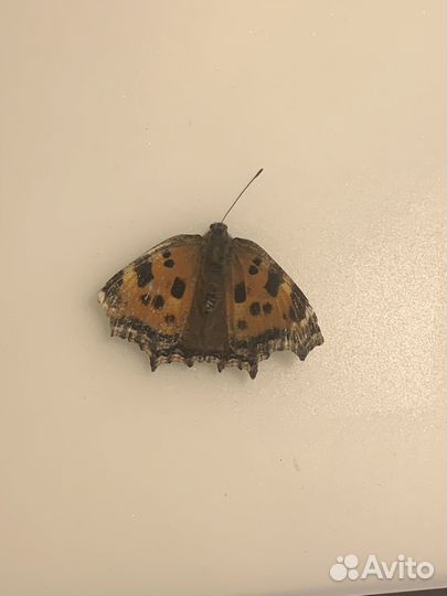 Бабочка сушеная