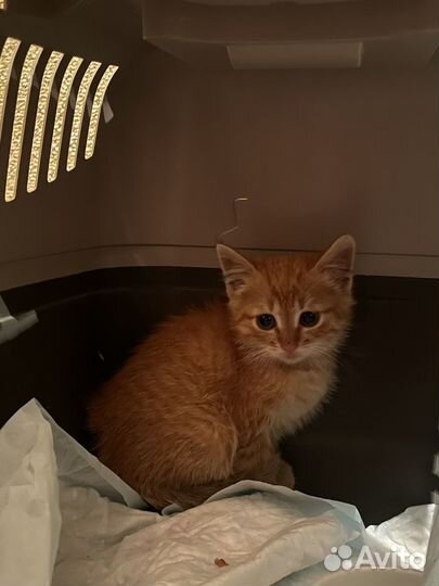 Рыжий котенок
