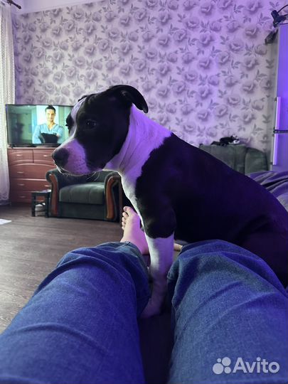 Стаффордширский терьер в добрые руки