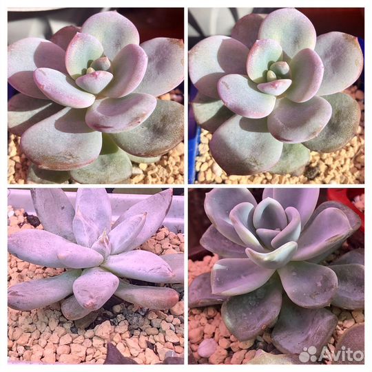 Суккуленты-2 Эхеверия Граптоверия