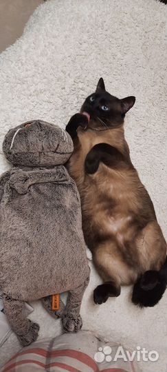 Красавчик Боцман