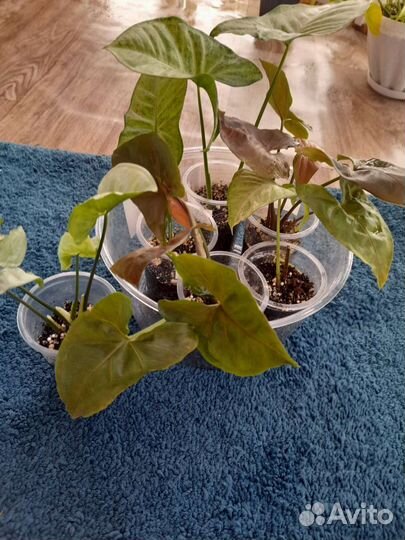 Комнатные цветы,растения.сингониумы,рэо