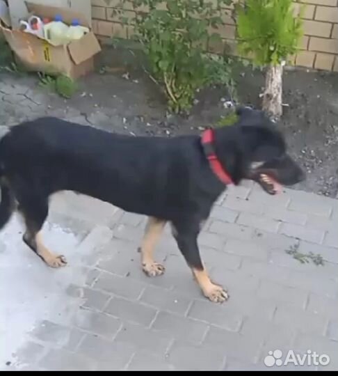 Собака в добрые руки Граф