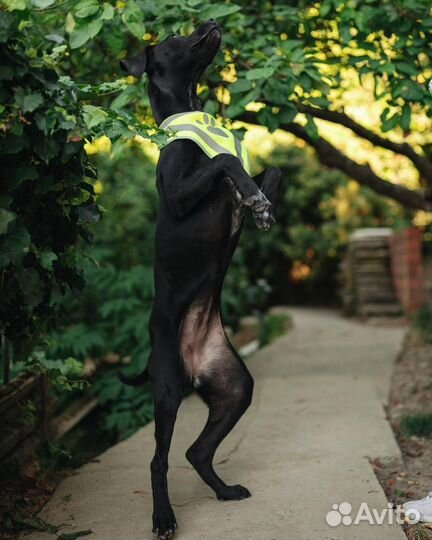 Интересный щенок девочка в добрые руки