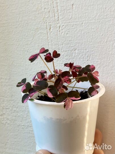 Кислица вулканическая oxalis Plum crazy