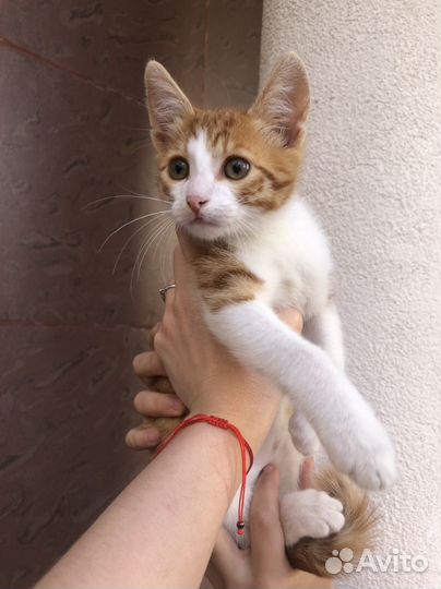 Европейская