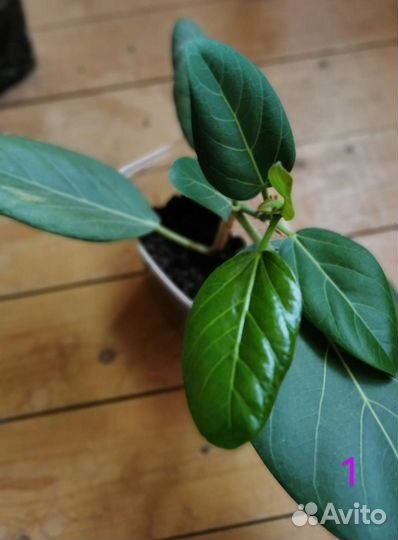 Фикус бенгальский Одри (Андрей)