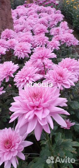 Черенки хризантемы