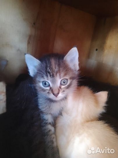 Отдам котенка в добрые руки