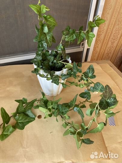 Лианы, сциндапсус, плющ