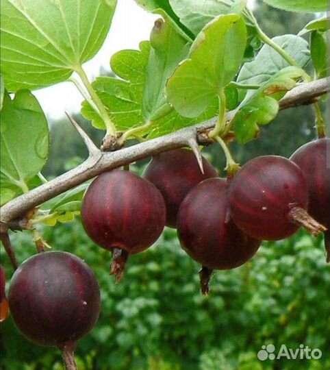 Крыжовник крупный, сладкий