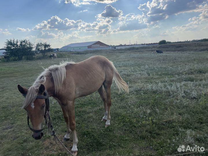 Продам корову бычка тёлку и каняшка