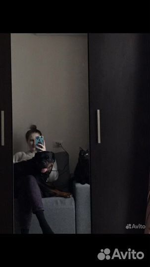 Передержка собак/кошек/грызунов