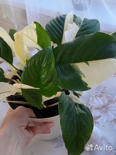 Спатифиллум Пикассо