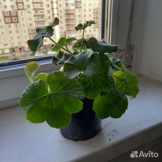 Герань пеларгония