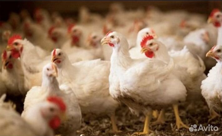 Бройлерные цыплята и куры несушка на мясо. Опт