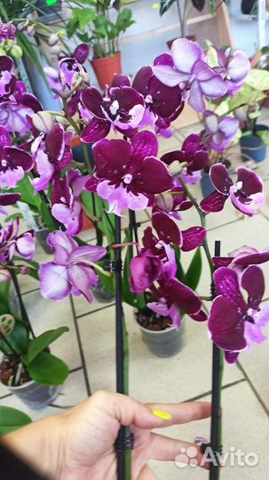 Орхидея фаленопсис