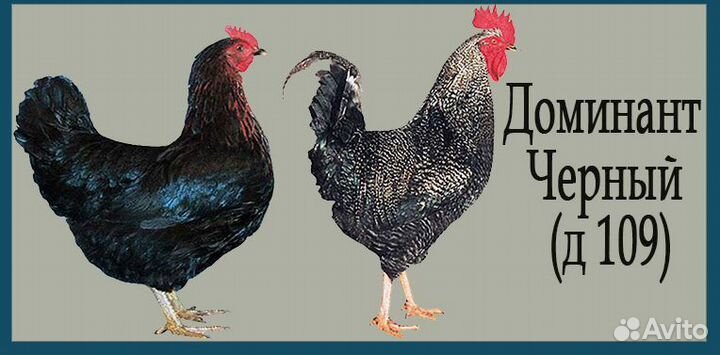 Доминант инкубационное яйцо