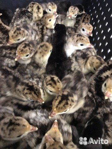 Индюшата суточные