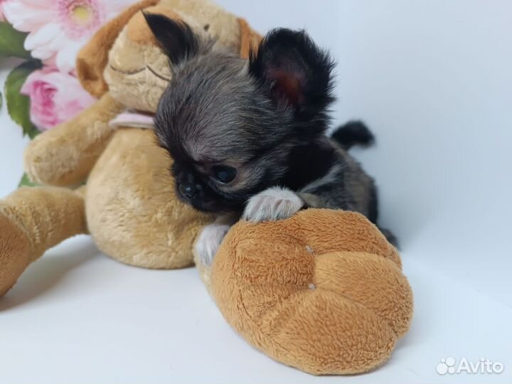 Продана.Мини Боня