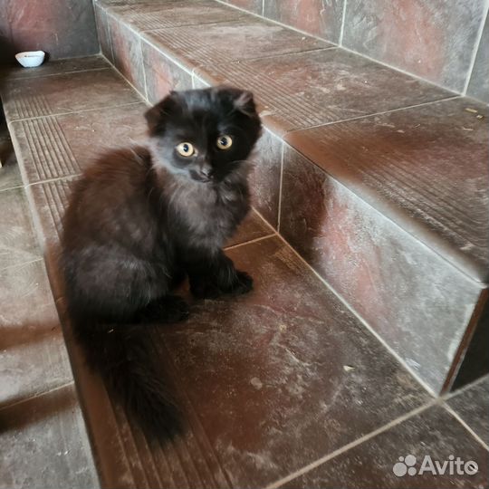 Котик (дракон)