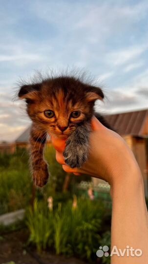 Котята ищут любящую семью