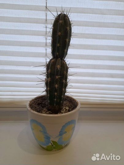 Кактус 26 см в керамическом горшочке