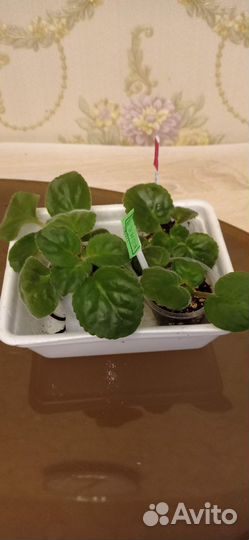 Детки сортовых фиалок