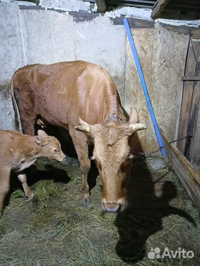 Корова стельная дойная