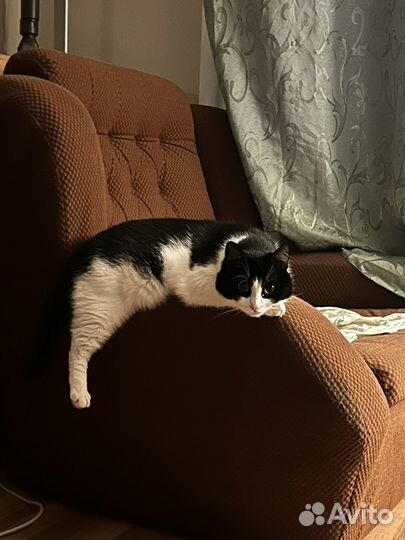 Передержка кошек и собак