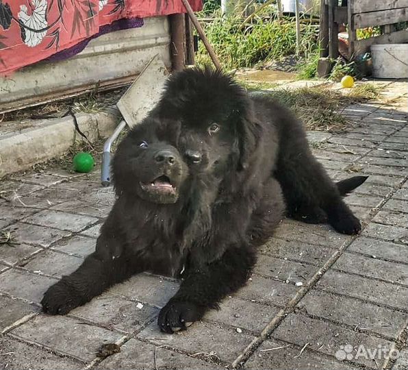 Щенки ньюфаундленда