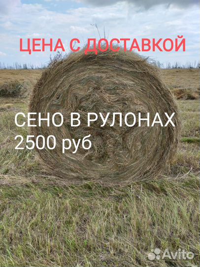 Сено в рулонах и тюках с доставкой