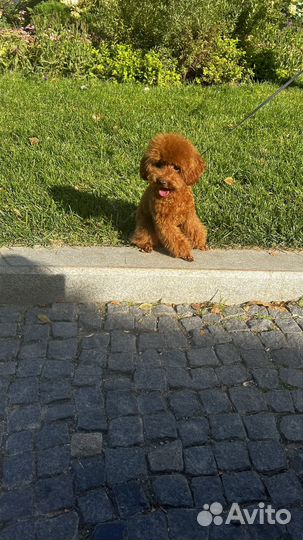 Той пудель девочка подрощенная 8 мес., док-ты, чип